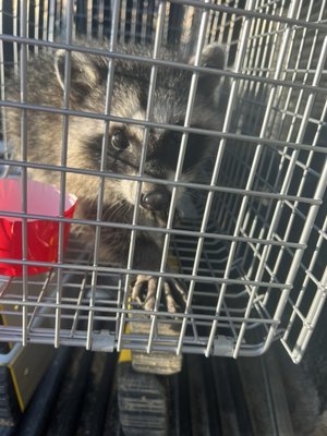 Wildlife activity - Hi there , I’m licensed to handle all wildlife on residential or commercial properties. We handle voles,moles,gophers,raccoons,opossums,skunks,and snakes. Wildlife activity - Hi there , I’m licensed to handle all wildlife on residential or commercial properties. We handle voles,moles,gophers,raccoons,opossums,skunks,and snakes.