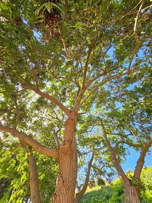 Tree Canopy Lacing and Prunning - These trees had dense canopies and overgrown branches. We applied a natural lacing technique to enhance their shapes, improve light penetration, and promote healthy growth. Now, they're vibrant centerpieces in the landscape. Tree Canopy Lacing and Prunning - These trees had dense canopies and overgrown branches. We applied a natural lacing technique to enhance their shapes, improve light penetration, and promote healthy growth. Now, they're vibrant centerpieces in the landscape.