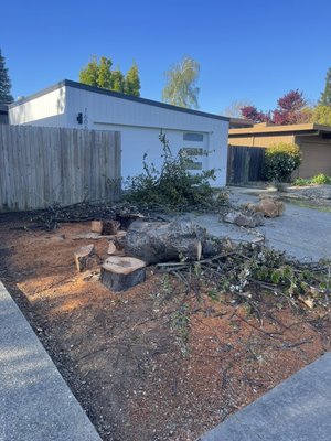 Stump removal and yard clean up. In south natomas, Sacramento - This project was done over the weekend we remove a pile of brush and firewood and stump grinding as well. Customer is really happy with the results. Front yard looks amazing now. Stump removal and yard clean up. In south natomas, Sacramento - This project was done over the weekend we remove a pile of brush and firewood and stump grinding as well. Customer is really happy with the results. Front yard looks amazing now.