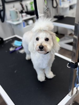 New looks 2025 - we still have a few spaces this week   Give us a call 313-765-0777 🥰🥰🥰🥰🥰