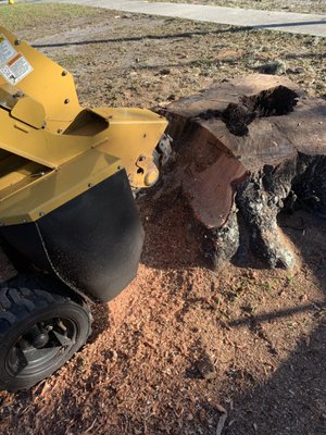 Oak Stump - Grinding an oak stump. Oak Stump - Grinding an oak stump.