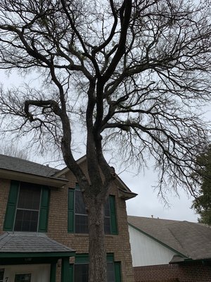 Cedar Elm trim out - Here’s a large Cedar Elm tree that needed what I like to call a “Golf course style trim out” in short - it had a lot of extra weight in the interior that needed to be pruned.
We also trimmed some canopy limbs that were growing straight towards the house.
This is a common trim-out that many trees need to promote proper growth and a healthier more wind resistant tree Cedar Elm trim out - Here’s a large Cedar Elm tree that needed what I like to call a “Golf course style trim out” in short - it had a lot of extra weight in the interior that needed to be pruned.
We also trimmed some canopy limbs that were growing straight towards the house.
This is a common trim-out that many trees need to promote proper growth and a healthier more wind resistant tree
