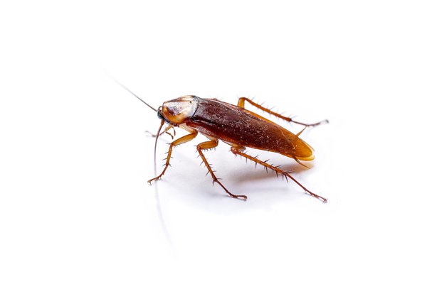 Roach Extermination - Our roach extermination service is expertly designed to tackle cockroach infestations in your home or business.
We begin with a thorough inspection to identify the species of roaches and their hiding spots, allowing us to tailor our approach for maximum effectiveness. Utilizing eco-friendly treatments, we eliminate roaches swiftly and efficiently, targeting both adults and their eggs to ensure complete eradication.
Our knowledgeable technicians also provide guidance on preventative measures to help keep your space roach-free.
With a commitment to quality service and customer satisfaction, we aim to restore a clean and healthy environment for you and your family or employees. Roach Extermination - Our roach extermination service is expertly designed to tackle cockroach infestations in your home or business.
We begin with a thorough inspection to identify the species of roaches and their hiding spots, allowing us to tailor our approach for maximum effectiveness. Utilizing eco-friendly treatments, we eliminate roaches swiftly and efficiently, targeting both adults and their eggs to ensure complete eradication.
Our knowledgeable technicians also provide guidance on preventative measures to help keep your space roach-free.
With a commitment to quality service and customer satisfaction, we aim to restore a clean and healthy environment for you and your family or employees.