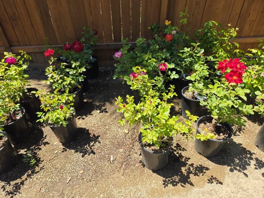 Roses - We have a large selection of fragrant roses. These are unique varieties and the fragerance won't disappoiont. Roses - We have a large selection of fragrant roses. These are unique varieties and the fragerance won't disappoiont.