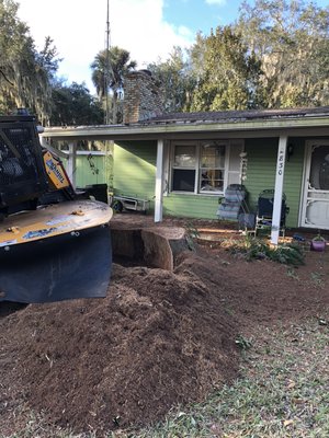 Stump Grind - 2 vary large Oak Stump grinds. Dressed area