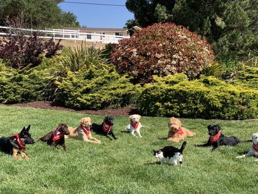 Doggie Camp - The Doggie Camp is a customized course where your dog stays at our facility and we do all of the groundwork training for you. We teach basic obedience: SIT, COME, STAY, DOWN and HEEL. And then we focus on any specialty behaviors you might be having issues with, whether it's separation anxiety, barking, nipping, jumping, boundary training, or a combination of several things. You get to customize a wishlist of exactly what you'd like us to address.
Each dog gets 6-8 hours of training per day. We focus on distraction training, which helps the dogs understand that regardless of their environment they still must listen. For example, we put the dogs in "down/stay", where they have to lay down and stay down. Then we have a couple other dogs run around them. We throw toys around and run with the "distraction dogs" to ensure the dogs in the “down/stay” learn they have to stay until given their release word - no matter what's going on around them! After all, it’s when your dog is most distracted that you really need the training to work. At the end of the Camp we have you come out and we do a 4-6 hour-long return where we show you all your dog has learned and then we teach you how to train and maintain what he/she has learned. Lastly, we have you work your dog yourself while a trainer is watching. That way, we can re-establish you as the Alpha, make sure your technique matches what he/she already recognizes, and make sure you are comfortable with correcting and praising.
Included with camp is our training guarantee, which means you have access to free unlimited one-hour private lessons for the rest of your dog's life. You also have unlimited access to our trainers over the phone and through email. However, the majority of our clients never need to utilize their guarantee if they follow our instructions. Most dogs complete 21 days of Doggie Camp, however those with many or difficult behaviors may need more time. Doggie Camp - The Doggie Camp is a customized course where your dog stays at our facility and we do all of the groundwork training for you. We teach basic obedience: SIT, COME, STAY, DOWN and HEEL. And then we focus on any specialty behaviors you might be having issues with, whether it's separation anxiety, barking, nipping, jumping, boundary training, or a combination of several things. You get to customize a wishlist of exactly what you'd like us to address.
Each dog gets 6-8 hours of training per day. We focus on distraction training, which helps the dogs understand that regardless of their environment they still must listen. For example, we put the dogs in "down/stay", where they have to lay down and stay down. Then we have a couple other dogs run around them. We throw toys around and run with the "distraction dogs" to ensure the dogs in the “down/stay” learn they have to stay until given their release word - no matter what's going on around them! After all, it’s when your dog is most distracted that you really need the training to work. At the end of the Camp we have you come out and we do a 4-6 hour-long return where we show you all your dog has learned and then we teach you how to train and maintain what he/she has learned. Lastly, we have you work your dog yourself while a trainer is watching. That way, we can re-establish you as the Alpha, make sure your technique matches what he/she already recognizes, and make sure you are comfortable with correcting and praising.
Included with camp is our training guarantee, which means you have access to free unlimited one-hour private lessons for the rest of your dog's life. You also have unlimited access to our trainers over the phone and through email. However, the majority of our clients never need to utilize their guarantee if they follow our instructions. Most dogs complete 21 days of Doggie Camp, however those with many or difficult behaviors may need more time.