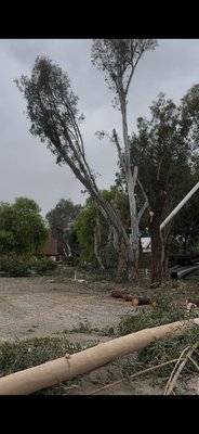 Tree remove in Temecula CA - A client called us to remove some trees to expand his boat and RV rental space, and we helped him with the cutting. The trees were quite large eucalyptus trees, and everything went very well. Tree remove in Temecula CA - A client called us to remove some trees to expand his boat and RV rental space, and we helped him with the cutting. The trees were quite large eucalyptus trees, and everything went very well.