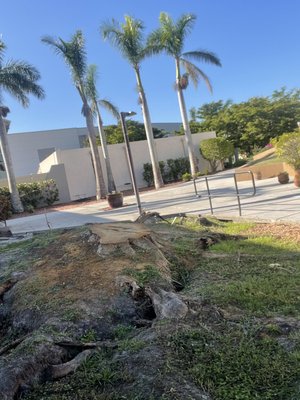 Poinciana - After Hurricane Ian McGregor Baptist church lost several trees this being the largest in their courtyard. Poinciana - After Hurricane Ian McGregor Baptist church lost several trees this being the largest in their courtyard.