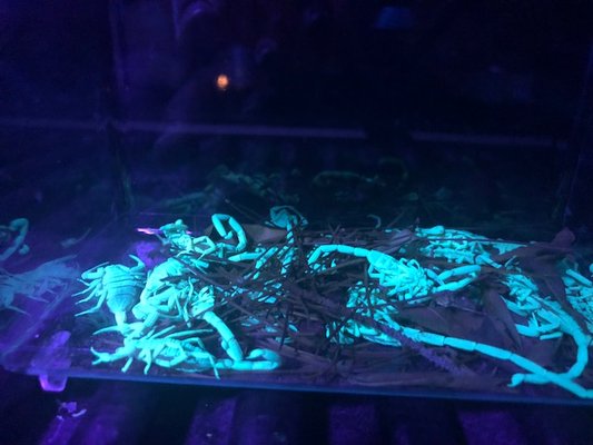 Scorpions - The presence of scorpions in your home in Las Vegas can be overwhelming. Our technicians have extensive experience in get rid of scorpion services and pest prevention. Rest assured, you’ll be scorpion-free. It’s our guarantee.