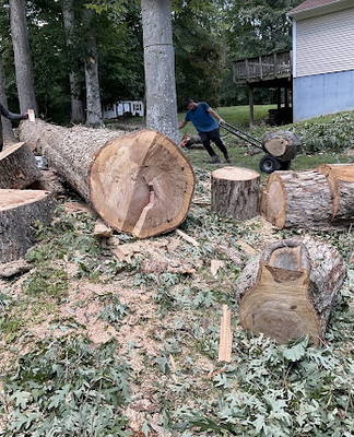 LUNA TREE & LANDSCAPE SERVICE - Updated June 2026 - 107 Photos - 17320 ...