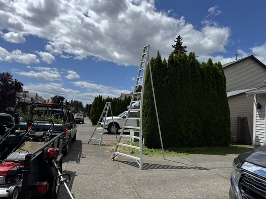 Arborvitae project - This was really told and bad shape arborvitae hedge we prune and make flat on top and prune small bushes and also prune a small hedge Arborvitae project - This was really told and bad shape arborvitae hedge we prune and make flat on top and prune small bushes and also prune a small hedge