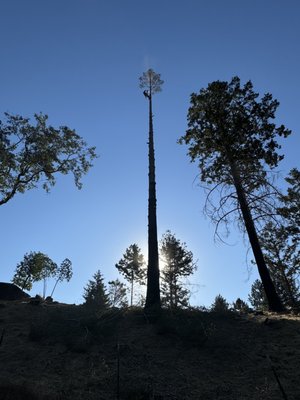 Tree Removal Services - We provide comprehensive tree removal services tailored to the unique conditions of each site. Depending on safety requirements, site access, and tree condition, removals may be performed with climbers, crane assistance, or cut from the base. All work is conducted by trained professionals following industry best practices to ensure safe, efficient, and controlled removal, whether for hazardous trees, wildfire-damaged trees, or routine tree management.