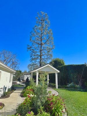 Tree Service - Make sure your trees are looking great. Maintaining them at a safe height and distance from the house, while keeping the natural beauty alive. Tree Service - Make sure your trees are looking great. Maintaining them at a safe height and distance from the house, while keeping the natural beauty alive.