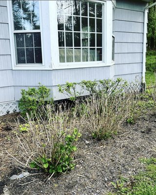 Bed re-mulching - This job was simple yet heavily rewarding. Mulching is one of our very popular services that can not only make an area more pleasant but highlights plant life in the beds