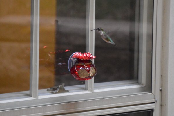 It's Hummingbird Season 2024 - Here are some hummingbird fun facts. Come visit us for all your hummingbird supplies such as nectar, Feeders, and the Sugar Shaker Nectar Marker
1.Hummingbirds are only found in the Western Hemisphere
2. Only 12 of the 325 hummingbird species visit the United States
3. 11 of the 12 US hummingbirds are found on the West Coast and pockets of the Southwest
4. The Ruby-throated hummingbird is typically the only one found on the East Coast
5. Rufous hummingbirds are occasional winter vagrants on the East Coast
6. The hummingbird’s brilliant Gorget’s coloring is from the feathers arranging a pattern that give off an iridescent look and color
7. Hummingbirds have excellent eyesight and hearing, but no sense of smell
8. Hummingbirds lick the nectar with their specialty shaped tongues. They do not suck up the nectar
9. Hummingbirds cannot walk, they only use their legs to perch
10. The smallest hummingbird is the Bee hummingbird found in Cuba. It is less than 2” long and weighs less than 2 grams. It is also the world’s smallest living bird.
11. In the US the smallest humming bird is the Calliope hummingbird. Less than 4” in length and less than 4 grams in weight
12. Proportionally hummingbirds have the largest brain of all birds, their brains make up 4.2% of their total body weight
13. Hummingbirds are very smart and will come back to the same feeder or flower every year
14. 25% to 30% of a hummingbird’s weight is their flight muscles
15. Hummingbirds have the fewest feathers among all bird species averaging between 1000 to 1500 total feathers
16. A hummingbird will consume 50% of its body weight in nectar every day
17. To conserve energy hummingbirds at rest will enter into a torpor state which allows them to burn only 1/15 of their typical energy needs
18. Except for vagrants our US hummingbirds migrate to Mexico and Central America every fall and come back every spring
19. The Rufous hummingbird has the longest flight averaging around 3,000 miles. The Ruby-throated hummingbird must fly across the Gulf of Mexico in one flight averaging 500 miles
20. Hummingbirds can fly at 30 MPH. They can dive at 60 MPH
21. Hummingbirds can hover, fly backwards, and even fly upside down
22. Their wings beat between 50 to 200 flaps per sec, their heart rate is 1200 beats per minute, and they take around 250 breaths per minute
23. They are territorial birds and will aggressively protect the territory around their feeders
24. Hummingbirds do not mate for life
25. Hummingbirds are known to cross breed creating hybrid species
26. The female builds the nest and raises the brood
27. The nest will be small cup nest built in a tree or bush
28. A group of hummingbirds is called a “charm”
29. Hummingbirds have been known to live over a decade It's Hummingbird Season 2024 - Here are some hummingbird fun facts. Come visit us for all your hummingbird supplies such as nectar, Feeders, and the Sugar Shaker Nectar Marker
1.Hummingbirds are only found in the Western Hemisphere
2. Only 12 of the 325 hummingbird species visit the United States
3. 11 of the 12 US hummingbirds are found on the West Coast and pockets of the Southwest
4. The Ruby-throated hummingbird is typically the only one found on the East Coast
5. Rufous hummingbirds are occasional winter vagrants on the East Coast
6. The hummingbird’s brilliant Gorget’s coloring is from the feathers arranging a pattern that give off an iridescent look and color
7. Hummingbirds have excellent eyesight and hearing, but no sense of smell
8. Hummingbirds lick the nectar with their specialty shaped tongues. They do not suck up the nectar
9. Hummingbirds cannot walk, they only use their legs to perch
10. The smallest hummingbird is the Bee hummingbird found in Cuba. It is less than 2” long and weighs less than 2 grams. It is also the world’s smallest living bird.
11. In the US the smallest humming bird is the Calliope hummingbird. Less than 4” in length and less than 4 grams in weight
12. Proportionally hummingbirds have the largest brain of all birds, their brains make up 4.2% of their total body weight
13. Hummingbirds are very smart and will come back to the same feeder or flower every year
14. 25% to 30% of a hummingbird’s weight is their flight muscles
15. Hummingbirds have the fewest feathers among all bird species averaging between 1000 to 1500 total feathers
16. A hummingbird will consume 50% of its body weight in nectar every day
17. To conserve energy hummingbirds at rest will enter into a torpor state which allows them to burn only 1/15 of their typical energy needs
18. Except for vagrants our US hummingbirds migrate to Mexico and Central America every fall and come back every spring
19. The Rufous hummingbird has the longest flight averaging around 3,000 miles. The Ruby-throated hummingbird must fly across the Gulf of Mexico in one flight averaging 500 miles
20. Hummingbirds can fly at 30 MPH. They can dive at 60 MPH
21. Hummingbirds can hover, fly backwards, and even fly upside down
22. Their wings beat between 50 to 200 flaps per sec, their heart rate is 1200 beats per minute, and they take around 250 breaths per minute
23. They are territorial birds and will aggressively protect the territory around their feeders
24. Hummingbirds do not mate for life
25. Hummingbirds are known to cross breed creating hybrid species
26. The female builds the nest and raises the brood
27. The nest will be small cup nest built in a tree or bush
28. A group of hummingbirds is called a “charm”
29. Hummingbirds have been known to live over a decade