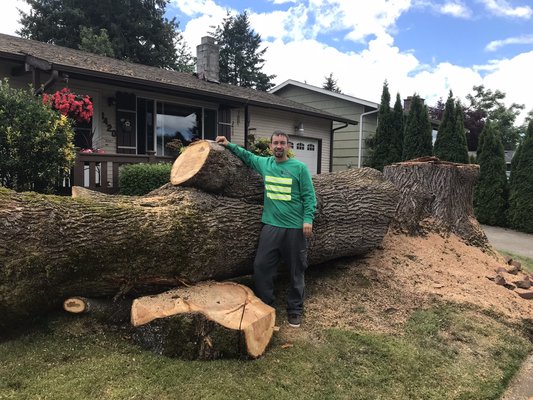 Removal of a big silver maple over multiple houses - We removed a big silver maple from in front of this home. We negotiated to haul all the wood away. We came up with this log and decided not to cut it into firewood.