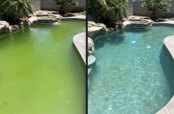 Green Pool Recovery - Another successful algae recovery by Guardian Pool Pros.
This pool went from a thick green algae bloom to sparkling, swim-ready water with the right treatment plan, proper water chemistry, continuous filtration, and a lot of attention to detail.
Not every green pool needs to be drained. In many cases, it can be safely restored, saving homeowners thousands of gallons of water and getting them back to enjoying their backyard sooner.
- Green Pool Recovery
- Water Chemistry Correction
- Equipment Inspection
- Professional Weekly Pool Service
If your pool is starting to turn green, don't wait. The sooner treatment begins, the easier and less expensive the recovery usually is. Green Pool Recovery - Another successful algae recovery by Guardian Pool Pros.
This pool went from a thick green algae bloom to sparkling, swim-ready water with the right treatment plan, proper water chemistry, continuous filtration, and a lot of attention to detail.
Not every green pool needs to be drained. In many cases, it can be safely restored, saving homeowners thousands of gallons of water and getting them back to enjoying their backyard sooner.
- Green Pool Recovery
- Water Chemistry Correction
- Equipment Inspection
- Professional Weekly Pool Service
If your pool is starting to turn green, don't wait. The sooner treatment begins, the easier and less expensive the recovery usually is.