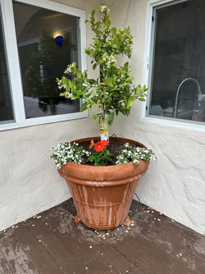 Replanting for home staging - Installed a mini citrus garden for home staging.