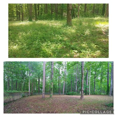 Yard Fixer Upper - This client hired us to fix up her lawn.
Step 1: remove all the overgrowth and open the lawn up.
Stay tuned for step 2 where we refresh the beds & add some color! Yard Fixer Upper - This client hired us to fix up her lawn.
Step 1: remove all the overgrowth and open the lawn up.
Stay tuned for step 2 where we refresh the beds & add some color!