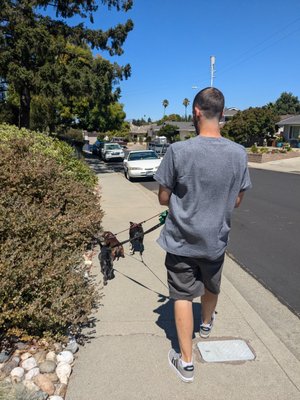 Walk Services - Walks are offered in 30 minute or 45 minute service options
