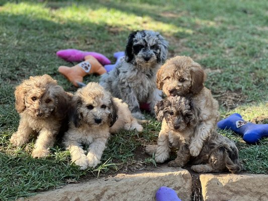 Maltipoo - We have beautiful Maltipoos, Cavapoos, Cavachons, and King Charles Cavaliers. Maltipoo - We have beautiful Maltipoos, Cavapoos, Cavachons, and King Charles Cavaliers.