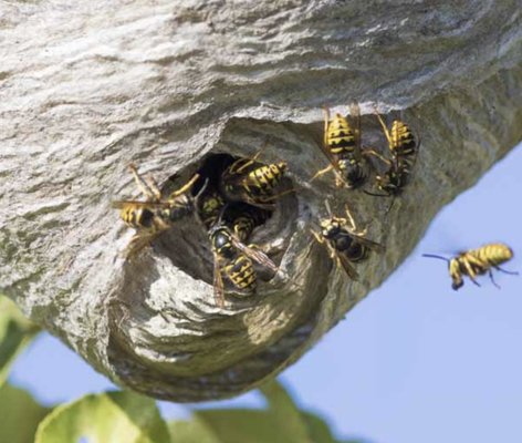2026 Summer infestations - These are infestations currently happening in your neighborhood. 2026 Summer infestations - These are infestations currently happening in your neighborhood.