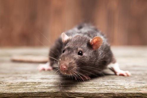Rodent baiting, trapping & exclusion work - Rats and mice are common problems here in the greater Atlanta area, and if they’re not promptly and effectively dealt with and removed from your commercial or residential property, they could do a lot of damage. Rodent baiting, trapping & exclusion work - Rats and mice are common problems here in the greater Atlanta area, and if they’re not promptly and effectively dealt with and removed from your commercial or residential property, they could do a lot of damage.