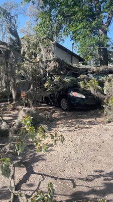 Site prep an tree removal - 22 acre site cleared grubbed and stumped , 3
Ponds dug and a mile long driveway built
To the homeowners 8,000 sq ft home pad

4 massive pines and 2 massive oaks taken down around a house