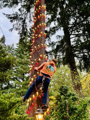 Christmas lights on your tree! - We now offer tree light installation for the holidays! Give your trees candy cane stripes. Call us today for your free quote. Christmas lights on your tree! - We now offer tree light installation for the holidays! Give your trees candy cane stripes. Call us today for your free quote.