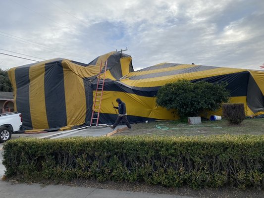 We offer termite services only - Customers home was fumigated for drywood termites.