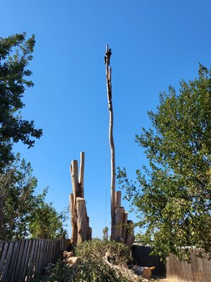 removing and trimming a few trees - some trees was removed because was a hazard for the properties removing and trimming a few trees - some trees was removed because was a hazard for the properties