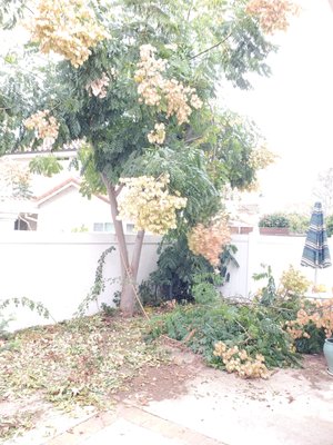 Tree Removed Jacaranda - Tree Removed Jacaranda Tree Removed Jacaranda - Tree Removed Jacaranda