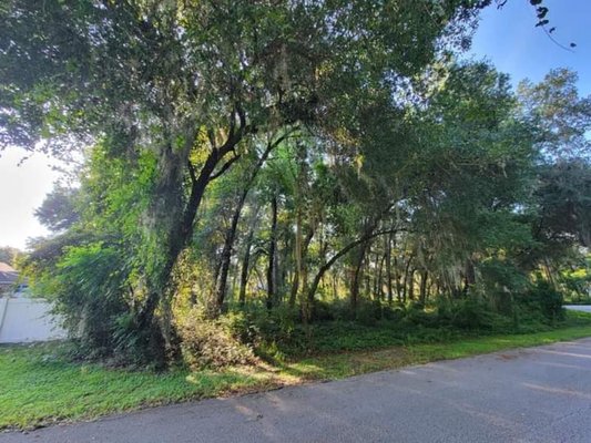 one Stop Tree Service 813-802-7367 - 45 oak trees trim UPS one Stop Tree Service 813-802-7367 - 45 oak trees trim UPS