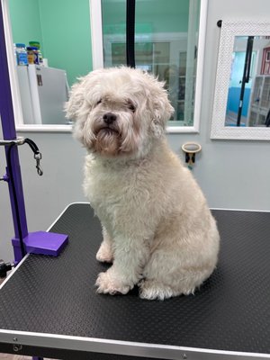Maltipoo before/after - This little Maltipoo needed a little trim. Maltipoo before/after - This little Maltipoo needed a little trim.