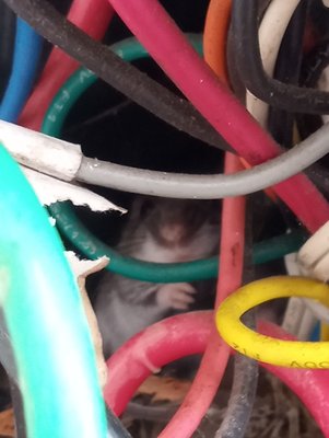 Regular HVAC maintenance prevents mice chewing wires. - Regular HVAC maintenance is a must to keep your unit running efficiently,  extend the overall life time of the unit, save on energy bills.