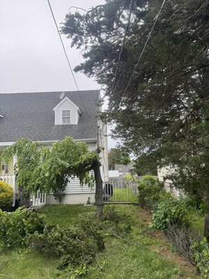 Lombardy property - Removed tree branches and a dead tree from power lines to improve safety of roof and house Lombardy property - Removed tree branches and a dead tree from power lines to improve safety of roof and house
