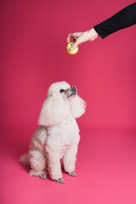 Puppy Manners - You'd be surprised how quickly puppies can learn! Puppy Manners - You'd be surprised how quickly puppies can learn!