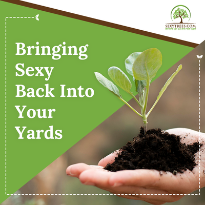 Sexy Trees Services - As tree artists, we strive to make your trees be the pillars of your landscape and home.  We want them to bring you peace and tranquility while accentuating your property value.  Our goal is to make each tree sexy and beautiful.