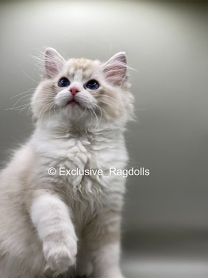 Sunny - Sunny is seal lynx bicolor male and was born on 04/26/22. Both has amazing eyes, and temperament. All vaccinations, microchip, and spay/neuter is included. Only $2000 out the door, Reach out today if your interested! Sunny - Sunny is seal lynx bicolor male and was born on 04/26/22. Both has amazing eyes, and temperament. All vaccinations, microchip, and spay/neuter is included. Only $2000 out the door, Reach out today if your interested!