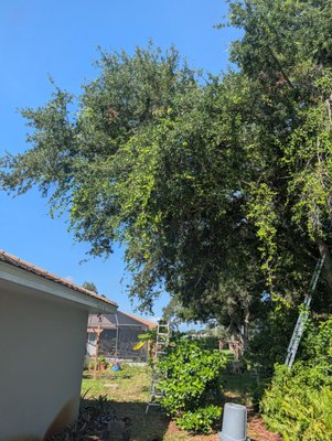 Property Protection Tree Care 🌳 - This oak tree was professionally pruned to provide proper clearance from the home while removing limbs that posed a risk to the house and surrounding property. Preventative tree maintenance helps improve tree structure, reduce storm-related hazards, and protect your investment before hurricane season brings strong winds.
Another property made safer by TD Trees. Property Protection Tree Care 🌳 - This oak tree was professionally pruned to provide proper clearance from the home while removing limbs that posed a risk to the house and surrounding property. Preventative tree maintenance helps improve tree structure, reduce storm-related hazards, and protect your investment before hurricane season brings strong winds.
Another property made safer by TD Trees.
