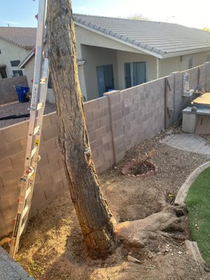 Tree removal - This was a mix of multiple projects