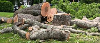 Tree Removal! - Opal Services Landscaping with Precision. Service with Integrity.
At Opal Services, we bring excellence, creativity, and professionalism to every outdoor project. Licensed and insured in Fauquier County and surrounding areas, our experienced team uses modern tools and techniques to deliver high-quality results with minimal disruption to your property.
From custom landscaping and maintenance to patios, retaining walls, fall cleanups, and tree removal, we tailor every service to your needs, budget, and timeline. Unlike large companies with one-size-fits-all programs, we offer personalized visits and solutions that reflect your vision and enhance your space.
Opal Services — Your trusted partner for outdoor transformation. Tree Removal! - Opal Services Landscaping with Precision. Service with Integrity.
At Opal Services, we bring excellence, creativity, and professionalism to every outdoor project. Licensed and insured in Fauquier County and surrounding areas, our experienced team uses modern tools and techniques to deliver high-quality results with minimal disruption to your property.
From custom landscaping and maintenance to patios, retaining walls, fall cleanups, and tree removal, we tailor every service to your needs, budget, and timeline. Unlike large companies with one-size-fits-all programs, we offer personalized visits and solutions that reflect your vision and enhance your space.
Opal Services — Your trusted partner for outdoor transformation.