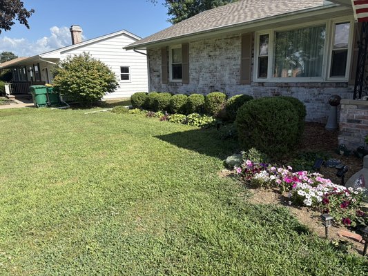 Fresh trim up - Shape up on front bushes, looking nice ! Love what I do Fresh trim up - Shape up on front bushes, looking nice ! Love what I do