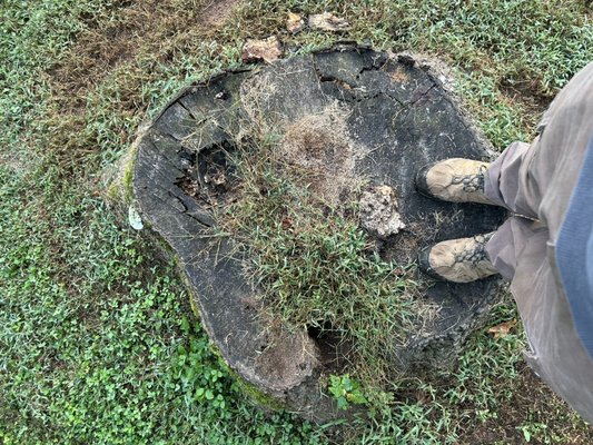 Hickory stump - 🌳🌳This old hickory stump was no match for this amazing new machine of ours!
Do you have an old stump that you want gone out of your yard?…call us today to schedule your free in person consultation!🌳🌳
(7047477227)