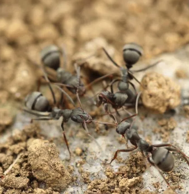 Ants Removal - Pest Control Ants Removal - Pest Control