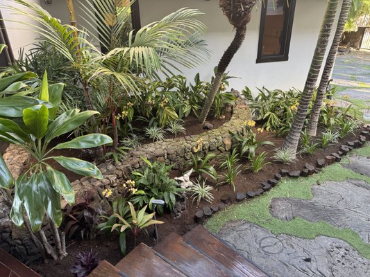 Luxury Puako Estate entryway garden revamp. - This beautiful oceanfront luxury property was lacking in charm; it lacked a WOW factor. The entryway gardens were bare, with unbalanced energy, and messy. We came in to the rescue and transformed the entire entrance experience of this property, leaving the owners, property managers and guests all at awe! We added colors, layers, textures, flowers, shrubs, scented plants. We didn't just landscape it, we created a wonderful sensory experience to all who enter this luxurious home. Luxury Puako Estate entryway garden revamp. - This beautiful oceanfront luxury property was lacking in charm; it lacked a WOW factor. The entryway gardens were bare, with unbalanced energy, and messy. We came in to the rescue and transformed the entire entrance experience of this property, leaving the owners, property managers and guests all at awe! We added colors, layers, textures, flowers, shrubs, scented plants. We didn't just landscape it, we created a wonderful sensory experience to all who enter this luxurious home.
