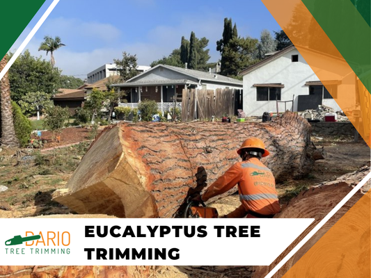 Eucalyptus Tree Trimming Sylmar, CA - Dario Tree Trimming is your go-to source for professional eucalyptus tree trimming services in Sylmar, CA. Our skilled team is committed to enhancing the beauty and health of your trees while ensuring safety and aesthetic appeal. Using state-of-the-art techniques and equipment, we provide precise trimming that promotes healthy growth and mitigates potential hazards. Rely on us to keep your landscape vibrant and well-maintained! Contact us today for a consultation! Eucalyptus Tree Trimming Sylmar, CA - Dario Tree Trimming is your go-to source for professional eucalyptus tree trimming services in Sylmar, CA. Our skilled team is committed to enhancing the beauty and health of your trees while ensuring safety and aesthetic appeal. Using state-of-the-art techniques and equipment, we provide precise trimming that promotes healthy growth and mitigates potential hazards. Rely on us to keep your landscape vibrant and well-maintained! Contact us today for a consultation!