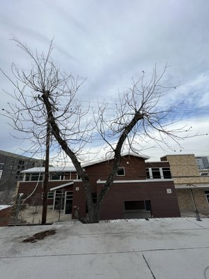 March 2, 2023 - Client called after trying to find who can remove this difficult tree inside the body shop. We did it and the client was left satisfied.