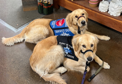 Service Dog Training - We can train many types of service dogs from Diabetic Alert, Seizure Assistance, PTSD, Physical Assistance, and more.