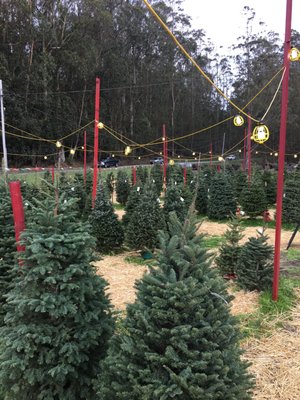 12/19/21 Sunday update: 100s of fresh new trees to choose from! Local delivery available, call Tony Cozzolino 650-504-8206 - Yes we are still open! 12/19/21 Sunday update: 100s of fresh new trees to choose from! Local delivery available, call Tony Cozzolino 650-504-8206 - Yes we are still open!